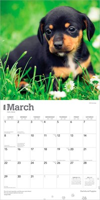 2026 BrownTrout Dachshund Puppies 12" x 12" Monthly Wall Calendar (9798330703098)