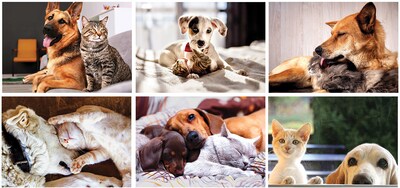 Custom Furry Friends Stapled Wall Calendar