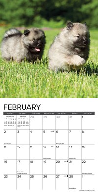 2025 Willow Creek Puppies 7" x 7" Yearly Wall Calendar (45862)