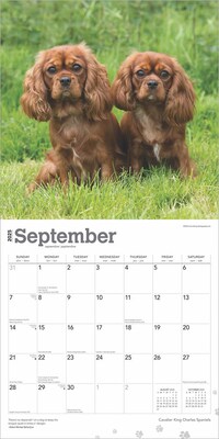 2025 BrownTrout Cavalier King Charles Spaniels 12" x 12" Monthly Wall Calendar (9781975476823)