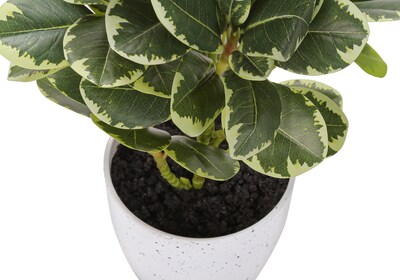 Monarch Specialties Inc. 14" Artificial Ficus Elastica Plant in Pot, 2/Set (I 9557)
