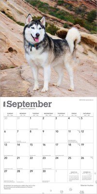 2026 BrownTrout Siberian Huskies 12" x 12" Monthly Wall Calendar (9798330705580)