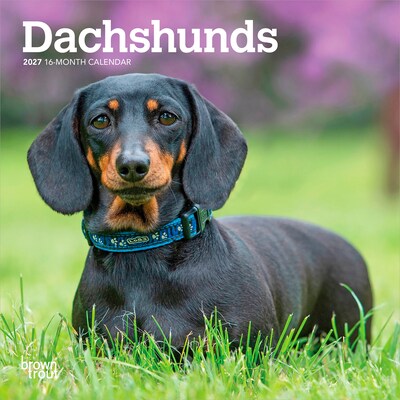 2027 BrownTrout Dachshunds 7 x 7 Monthly Wall Calendar, Assorted Colors (9798330709984)