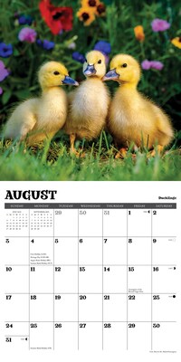 2025 Willow Creek Baby Animals 12" x 12" Monthly Wall Calendar (41529)