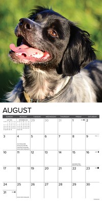 2025 Willow Creek Just Brittanys 12" x 12" Monthly Wall Calendar, Multicolor (41963)