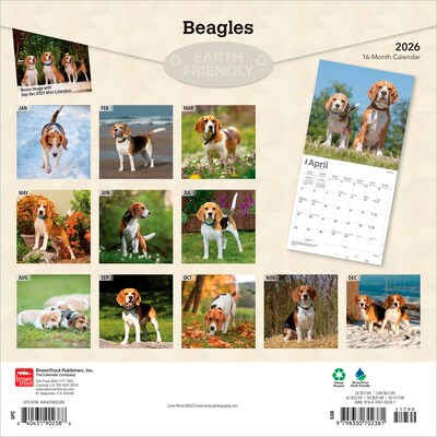 2026 BrownTrout Beagles 12 x 12 Monthly Wall Calendar (9798330702381)