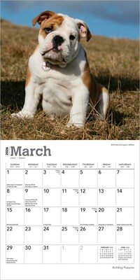 2026 BrownTrout Bulldog Puppies 7" x 7" Monthly Wall Calendar (9798330702657)