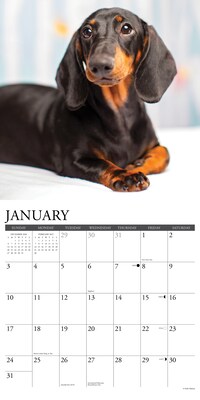 2027 Willow Creek Dachshunds  12" x 12" Monthly Wall Calendar (59968)