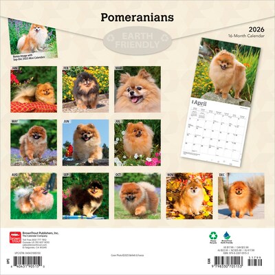 2026 BrownTrout Pomeranians 12 x 12 Monthly Wall Calendar (9798330705153)