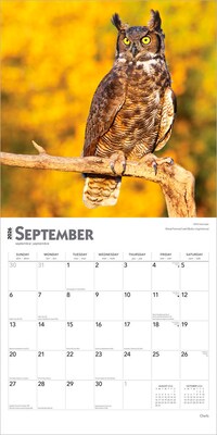 2026 BrownTrout Owls 12" x 12" Monthly Wall Calendar (9798330705054)