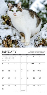 2027 Willow Creek What Cats Teach Us 7" x 7" Monthly Wall Calendar (64276)