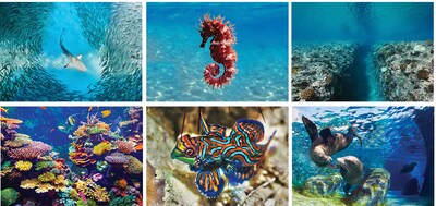 Custom Underwater World Spiral Wall Calendar