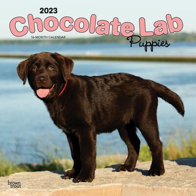 2023 BrownTrout Chocolate Labrador Retriever Puppies 12 x 24 Monthly Wall Calendar, (9781975455071)