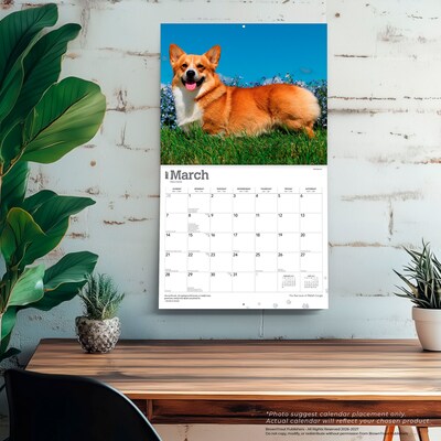 2027 BrownTrout For the Love of Welsh Corgis 14" x 12" Monthly Wall Calendar, Assorted Colors (9798330714698)