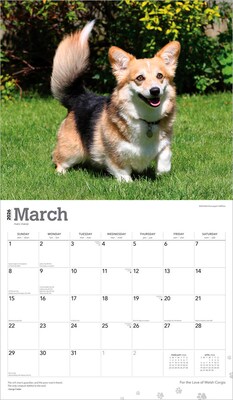 2026 BrownTrout For the Love of Welsh Corgis 14" x 12" Monthly Wall Calendar (9798330707195)