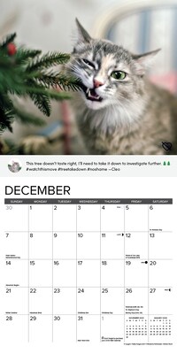 2025 Willow Creek Cat Shaming 12" x 12" Monthly Wall Calendar (42205)