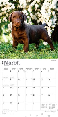 2026 BrownTrout Chocolate Labrador Retriever Puppies 12" x 12" Monthly Wall Calendar (9798330704200)