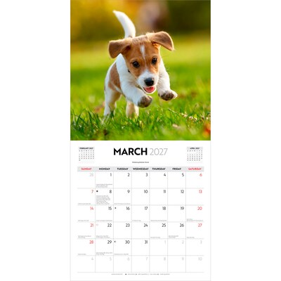 2027 BrownTrout Puppy Love 12" x 12" Monthly Wall Calendar (9347301107344)