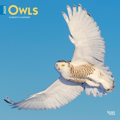 2025 BrownTrout Owls 12 x 12 Monthly Wall Calendar (9781975477509)