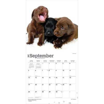 2027 BrownTrout Labrador Retriever Puppies 12" x 12" Monthly Wall Calendar (9798330712519)
