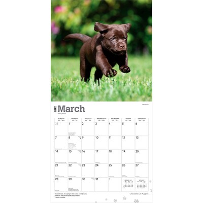 2027 BrownTrout Chocolate Labrador Retriever Puppies 12" x 12" Monthly Wall Calendar (9798330712533)