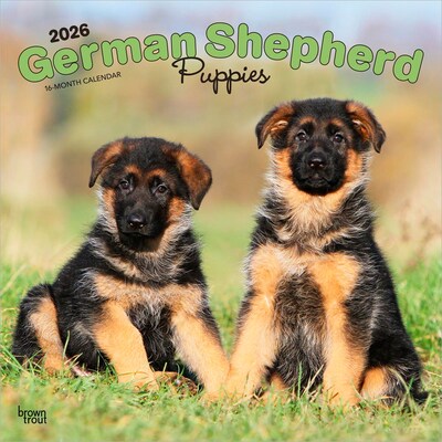 2026 BrownTrout German Shepherd Puppies 12" x 12" Monthly Wall Calendar (9798330703364)