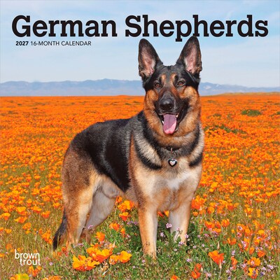 2027 BrownTrout German Shepherds 7 x 7 Monthly Wall Calendar, Assorted Colors (9798330710003)