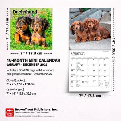 2027 BrownTrout Dachshund Puppies 7" x 7" Monthly Wall Calendar, Assorted Colors (9798330709977)