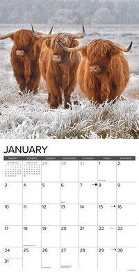 2027 Willow Creek Highland Cows 12" x 12" Monthly Wall Calendar, Assorted Colors (60667)