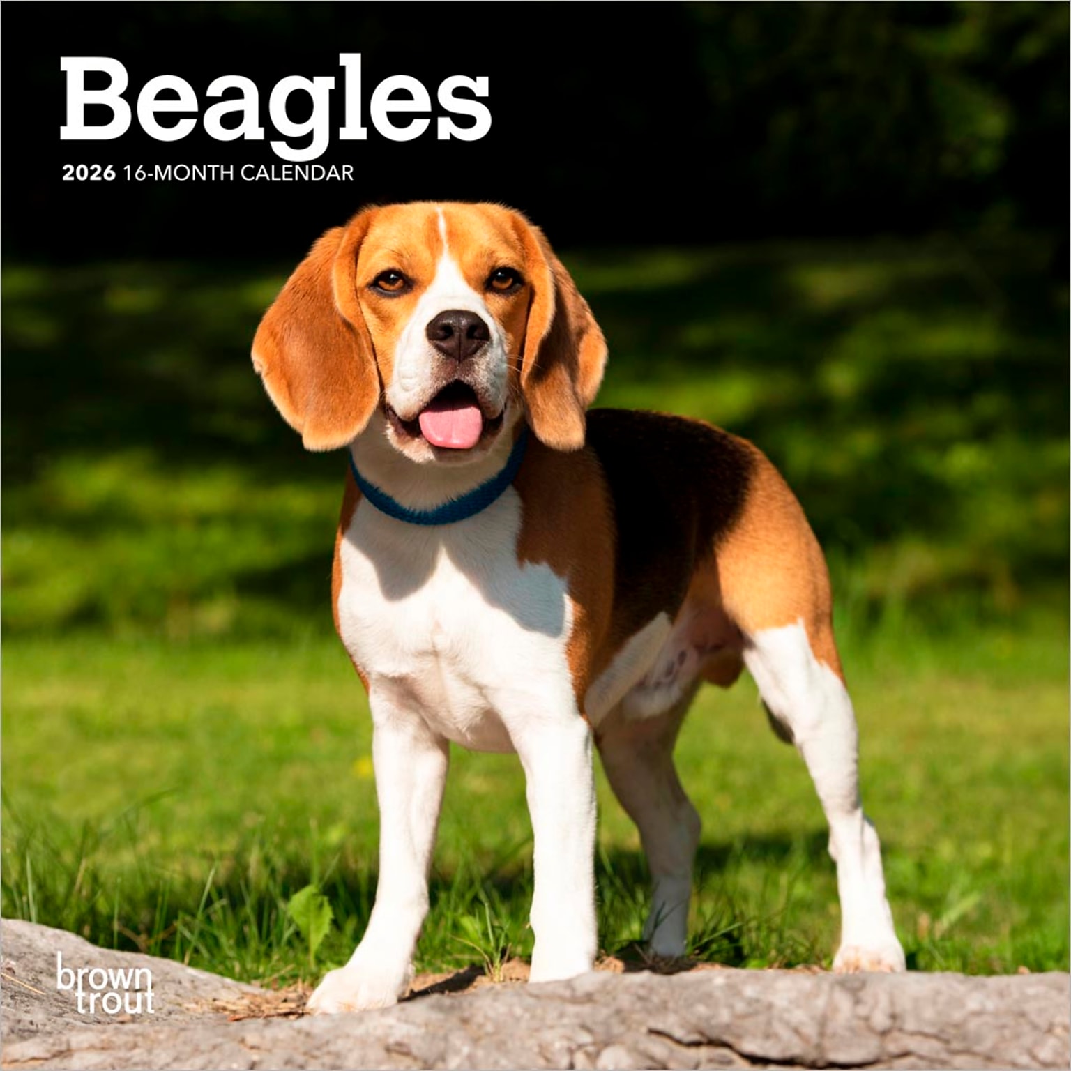 2026 BrownTrout Beagles 7 x 7 Monthly Wall Calendar (9798330702374)