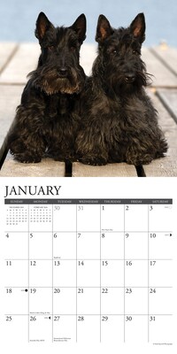 2026 Willow Creek Scotties 12" x 12" Monthly Wall Calendar (52693)