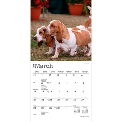 2027 BrownTrout Basset Hounds 7" x 7" Monthly Wall Calendar, Assorted Colors (9798330714094)