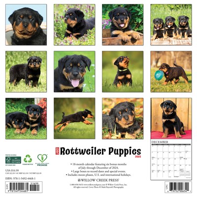 2025 Willow Creek Press Just Rottweiler Puppies 2025 Wall Calendar 12 x 12 (44681)