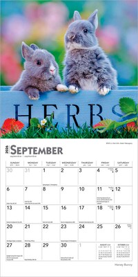 2026 BrownTrout Honey Bunny 7" x 7" Monthly Wall Calendar (9798330703647)