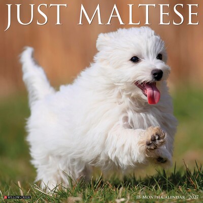 2027 Willow Creek Maltese 12 x 12 Monthly Wall Calendar, Assorted Colors (61152)