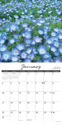 2027 Willow Creek Wildflowers 12" x 12" Monthly Wall Calendar, Assorted Colors (63026)