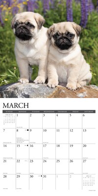 2027 Willow Creek Pug Puppies 12" x 12" Monthly Wall Calendar (61930)