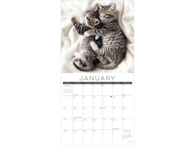 2024 Willow Creek Naptime (Cats) 12" x 12" Monthly Wall Calendar (34569)