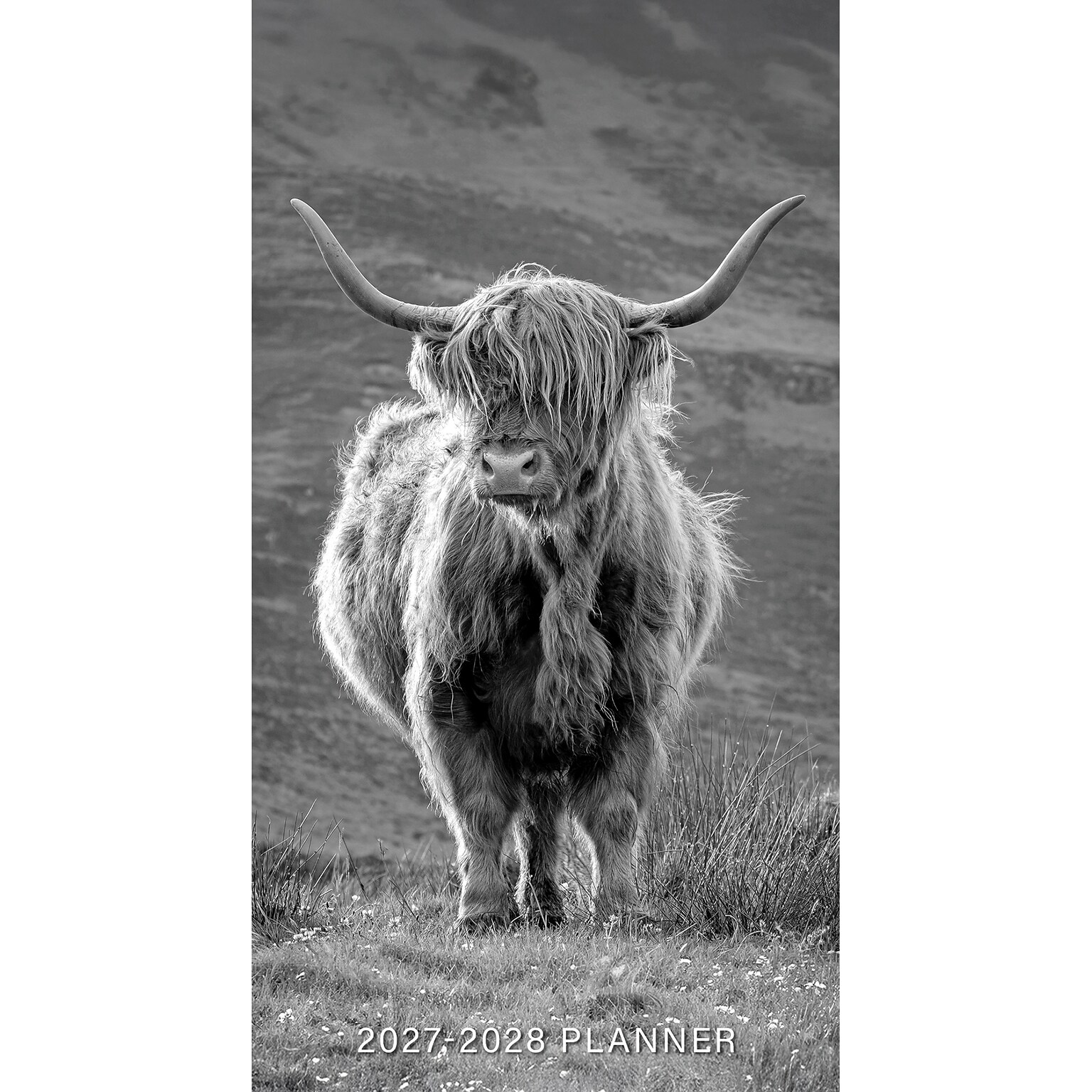 2026-2028 Willow Creek Highland Cows 3.5 x 6.5 Monthly Pocket/Wallet Calendar, Assorted Colors (66744)