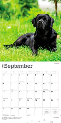 2026 BrownTrout Black Labrador Retrievers 12" x 12" Monthly Wall Calendar (9798330704248)