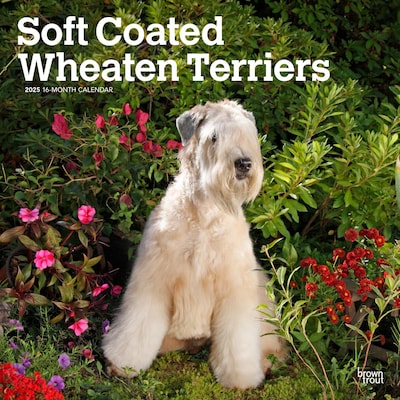 2025 BrownTrout Soft Coated Wheaten Terriers 12 x 12 Monthly Wall Calendar (9781975477981)
