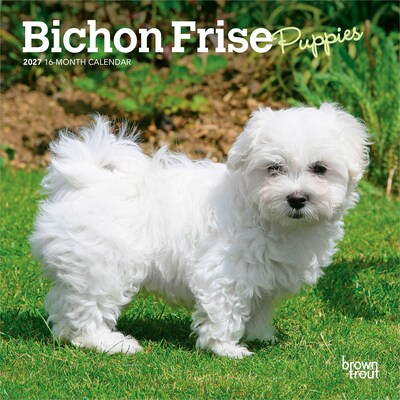 2027 BrownTrout Bichon Frise Puppies 7 x 7 Monthly Wall Calendar, Assorted Colors (9798330709892)