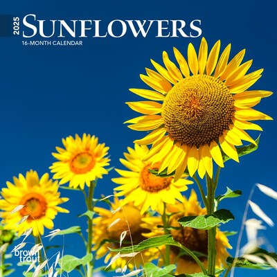 2025 BrownTrout Sunflowers 7 x 7 Monthly Mini Wall Calendar (9781975473976)