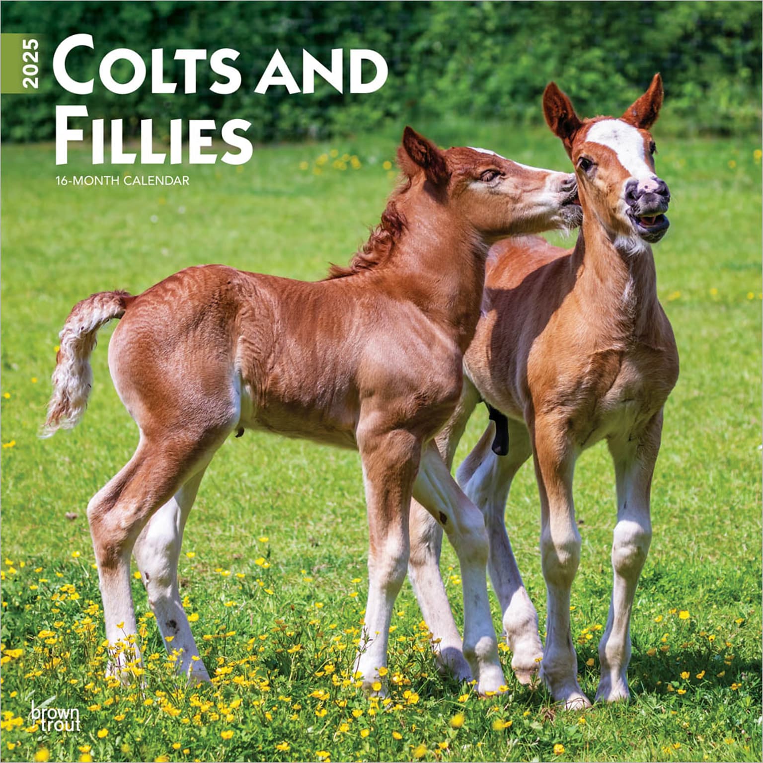2025 BrownTrout Colts and Fillies 12 x 12 Monthly Wall Calendar (9781975483722)