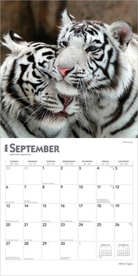 2026 BrownTrout White Tigers 12" x 12" Monthly Wall Calendar (9798330706341)