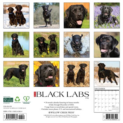 2025 Willow Creek Just Black Labs 12 x 12 Monthly Wall Calendar, Multicolor (41864)