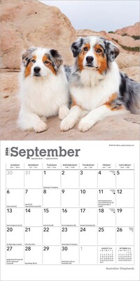 2026 BrownTrout Australian Shepherds 7" x 7" Monthly Wall Calendar (9798330702213)