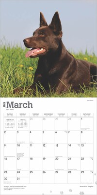 2025 BrownTrout Australian Kelpies 12" x 24" Monthly Square Wall Calendar (9781975476540)