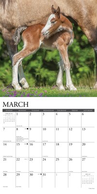 2027 Willow Creek Clydesdales 12" x 12" Monthly Wall Calendar, Assorted Colors (59784)