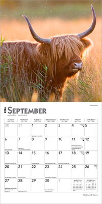 2026 BrownTrout Highland Cows 7" x 7" Monthly Wall Calendar (9798330703623)